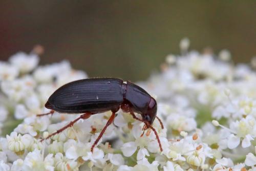 Ophonus sp.